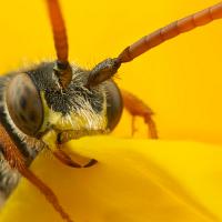 Sleeping Nomada Bee a 